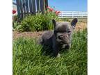 French Bulldog Puppy for sale in Goshen, IN, USA