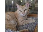 Adopt Suki a Orange or Red Domestic Shorthair / Mixed cat in East Smithfield
