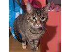 Adopt Jimingi a Gray or Blue Domestic Shorthair / Mixed cat in St.