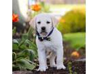 Labrador Retriever Puppy for sale in Dundee, OH, USA