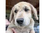 Adopt Shiloh a Labrador Retriever, Great Pyrenees