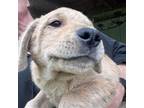 Adopt Shea a Labrador Retriever, Great Pyrenees