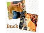 Adopt Buck a Terrier