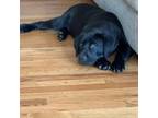 Labrador Retriever Puppy for sale in Franklin, GA, USA