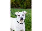 Adopt Booth a Labrador Retriever / Shar Pei / Mixed dog in San Diego