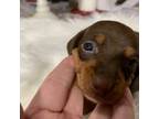 Dachshund Puppy for sale in Lucedale, MS, USA