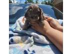 Cocker Spaniel Puppy for sale in Augusta, GA, USA