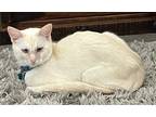 Adopt Snowball a Domestic Shorthair / Mixed (short coat) cat in New Braunfels