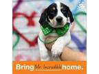Adopt Mr. Incredible a Mixed Breed