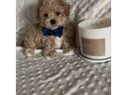 Male Maltipoo