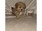 Maltipoo Puppy for sale in Dallas, TX, USA