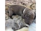 German Shorthaired Pointer Puppy for sale in Aberdeen, ID, USA