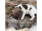 German Shorthaired Pointer Puppy for sale in Aberdeen, ID, USA