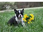 Boston Terrier Puppy for sale in Ripley, WV, USA