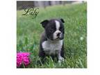 Boston Terrier Puppy for sale in Ripley, WV, USA