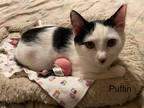 Adopt Puffin a Domestic Shorthair (short coat) cat in Safety Harbor