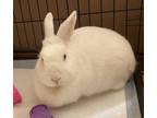 Adopt Aurora a Albino or Red-Eyed White New Zealand rabbit in Westford