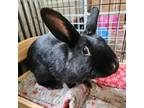 Adopt Savannah a Black Dwarf rabbit in Westford, MA (38009098)