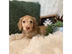 Dachshund Puppy for sale in Quitman, AR, USA