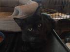 Adopt MONTE a All Black Domestic Shorthair cat in Calimesa, CA (36322043)