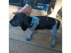 German Shorthaired Pointer Puppy for sale in Rutherfordton, NC, USA