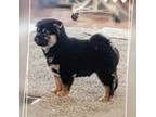 Shiba Inu Puppy for sale in Cadet, MO, USA