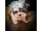 Yorkshire Terrier Puppy for sale in Southfield, MI, USA