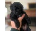 Poodle (Toy) Puppy for sale in South Bend, IN, USA