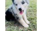 Miniature Australian Shepherd Puppy for sale in Floresville, TX, USA