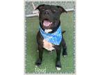 Adopt BOYD a Black - with White Pit Bull Terrier / Mixed dog in Marietta