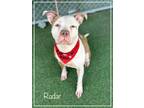 Adopt RADAR a White - with Brown or Chocolate Pit Bull Terrier / Mixed dog in