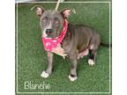 Adopt BLANCHE a Gray/Silver/Salt & Pepper - with White Pit Bull Terrier / Mixed