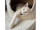 Adopt Miso a Orange or Red Tabby Domestic Shorthair (short coat) cat in