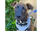 Adopt THOR a Brown/Chocolate - with White German Shepherd Dog / Mixed dog in