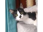 Adopt Princess a Black & White or Tuxedo Domestic Longhair (medium coat) cat in