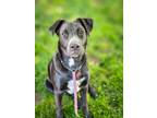 Adopt Pascal a Black - with White Australian Cattle Dog / Pit Bull Terrier /