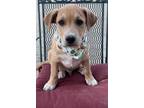 Adopt Paul a Tan/Yellow/Fawn Pit Bull Terrier / Labrador Retriever / Mixed dog