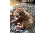 Adopt Toby a Poodle