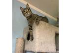 Adopt ROSS a American Shorthair, British Shorthair