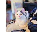 Adopt HARDY a American Shorthair, Turkish Van