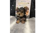 Adopt Joey a Yorkshire Terrier