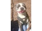 Adopt Cash a Boston Terrier