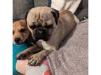 Adopt Tino (Valintino) a Pug