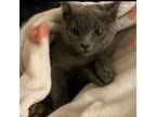 Adopt Obi a Russian Blue