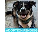 Adopt Moose a Border Collie, Mixed Breed