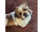 Adopt Clyde* a Shih Tzu, Mixed Breed