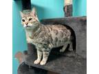 Adopt Loki a Bengal, Domestic Short Hair