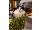 Adopt Santana a Domestic Medium Hair