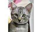 Adopt Blinkin a Domestic Short Hair