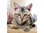 Adopt Nod a Domestic Short Hair